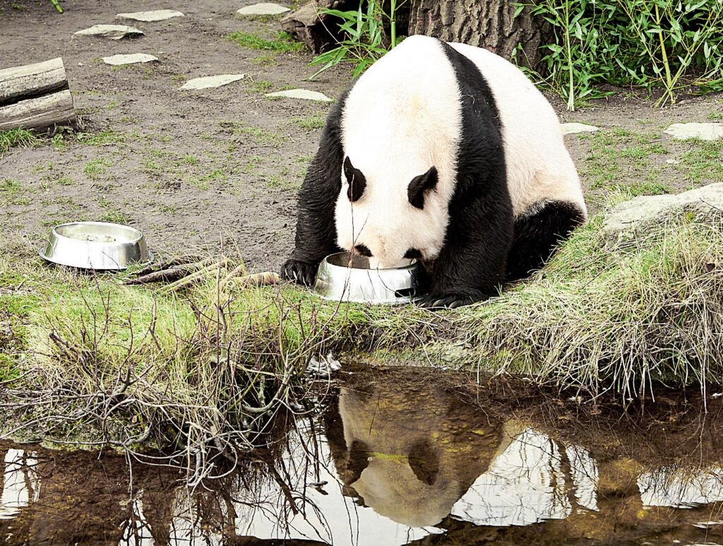 Ottimo sapore! I panda giganti sono felici mentre consumano il loro pasto allo Zoo di Schönbrunn.